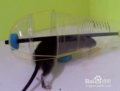 捕鼠器制作方法视频,轻松掌握高效捕鼠技巧